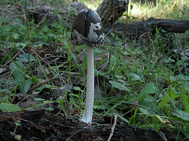 I miei primi Coprinopsis